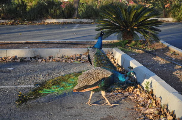 istock The beautiful Animal Peacock in the natural environment (farm) 1279871533