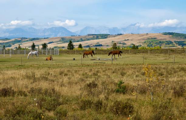 istock Horses In The Foothills 1279872891