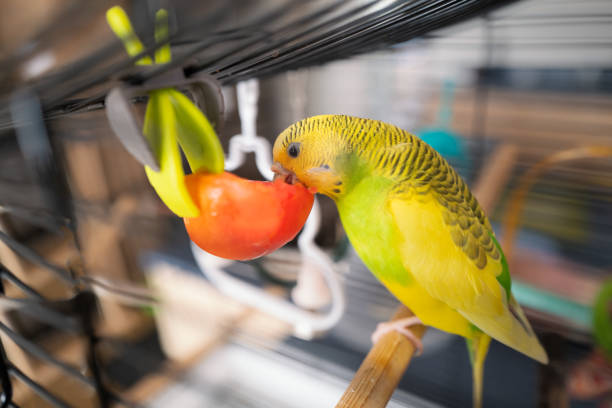 Budgerigar parakeet on her perch eating a cut tomato that is held by a clip.