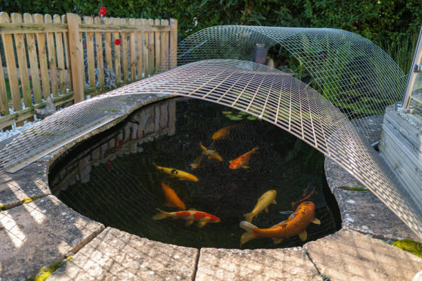 istock Koi carp fish in a pond with a mesh cover heron protector and picket fence surround 1279873883