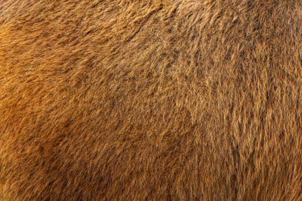 istock A brown background with a hairy texture. Camel hair. 1279874195