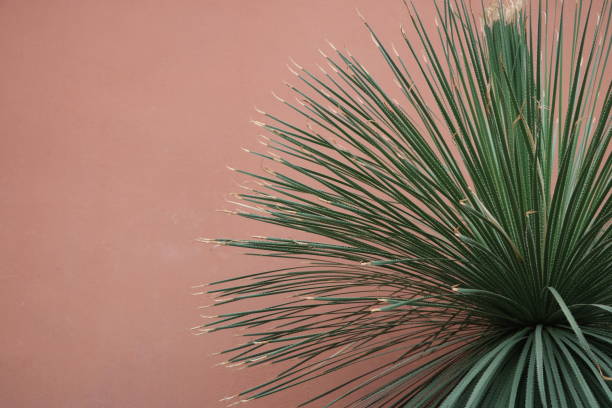 istock Palmtree in front of wall 1279874269