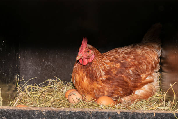 laying hen in a nest box with straw