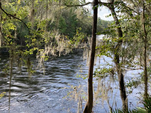 istock Riverbank with mossy palmettos 1279874853