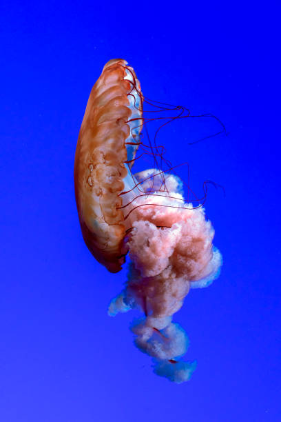 istock Jellyfish or Rhizostoma pulmo floating in aquarium 1279875978
