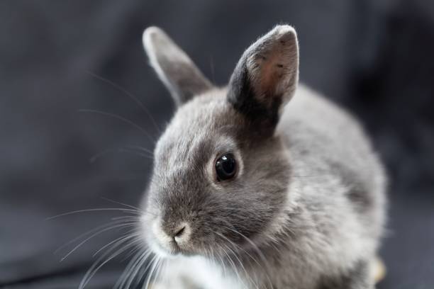 istock Portrait of a grey colored dwarf rabbit 1279876132