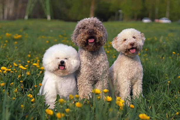 Three happy dogs (Bichon Frise and two Lagotto Romagnolo dogs) posing together sitting in a green grass with yellow dandelion flowers Three happy dogs (Bichon Frise and two Lagotto Romagnolo dogs) posing together sitting in a green grass with yellow dandelion flowers lagotto romagnolo stock pictures, royalty-free photos & images