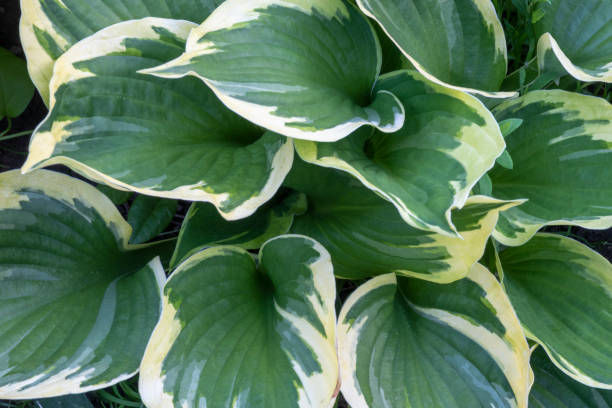istock Green leaves of hosta plant for background image. 1279877107