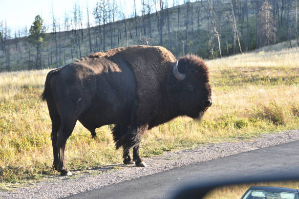 istock Buffalo by the Road 1279878176