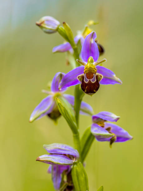 istock Bee orchid Bunch of Pink flowers 1279879241
