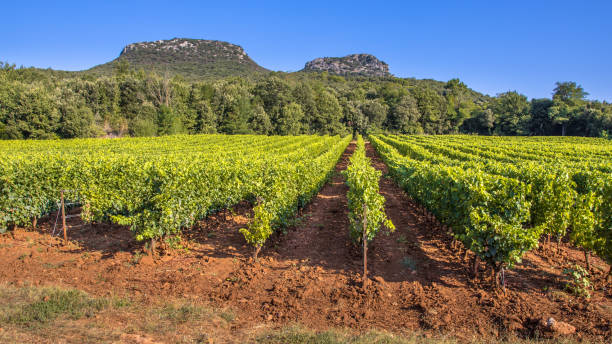 Vineyard in Cevennes France Vineyard in Cevennes Languedoc Roussillon area in bright colors and rocky outcrops in the background beziers stock pictures, royalty-free photos & images