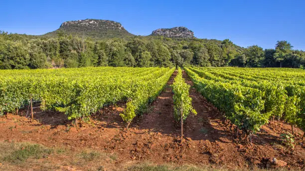 Vineyard in Cevennes Languedoc Roussillon area in bright colors and rocky outcrops in the background