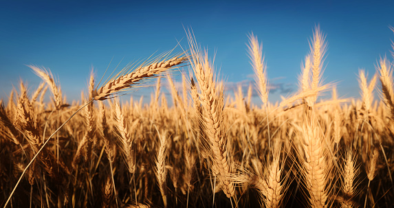 The yellow ears of wheat are illuminated by the backlight of the sunset. Ukrainian field, ripening grain harvest.