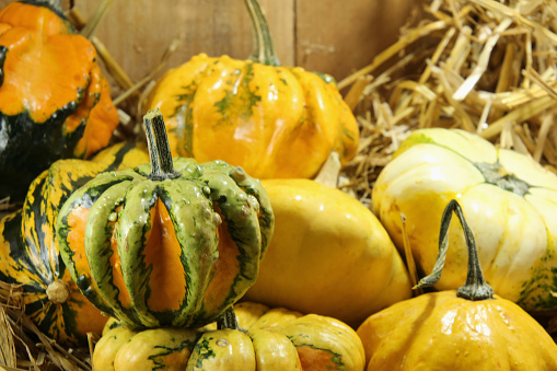 Yellow, orange and green gourds
