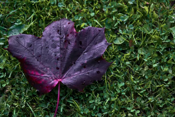 Beautiful single dark-purple autumn fallen leaf of Acer Platanoides Crimson King Norway maple tree on university campus, Dublin, Ireland