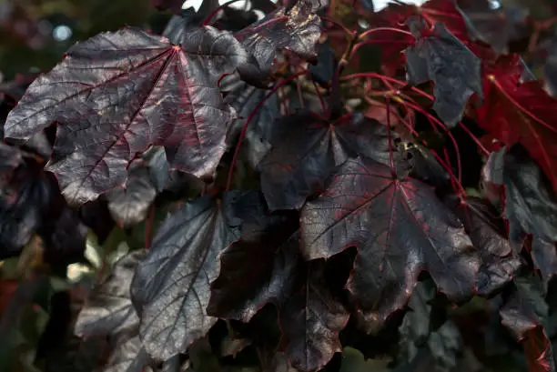 Branch of amazing dark-purple autumn leaves of Acer Platanoides Crimson King Norway maple tree on university campus, Dublin, Ireland