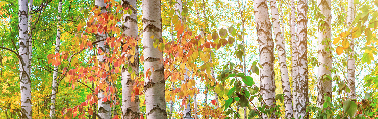 Birch grove on sunny autumn day, beautiful landscape close-up through foliage and tree trunks, panorama, banner