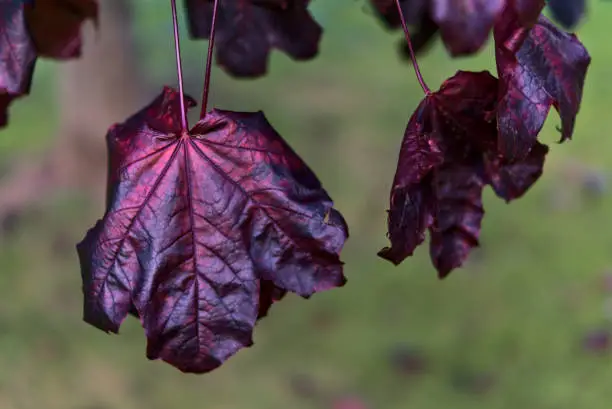 Beautiful dark-purple autumn leaves of Acer Platanoides Crimson King Norway maple tree on university campus, Dublin, Ireland