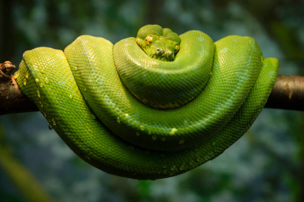 istock Green snake curled up on a branch. 1279885752