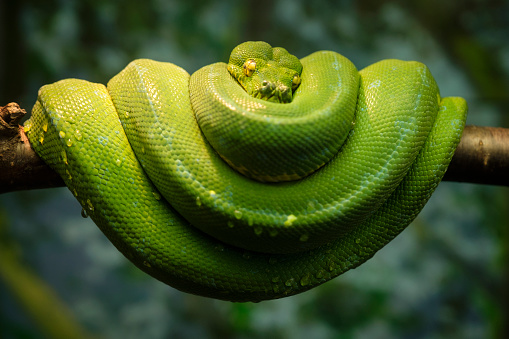 Green snake curled up on a branch with focus on eye.