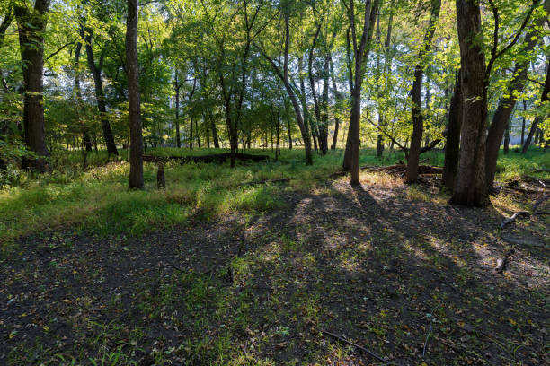 istock woodlands and forest floor at fort snelling park 1279889672