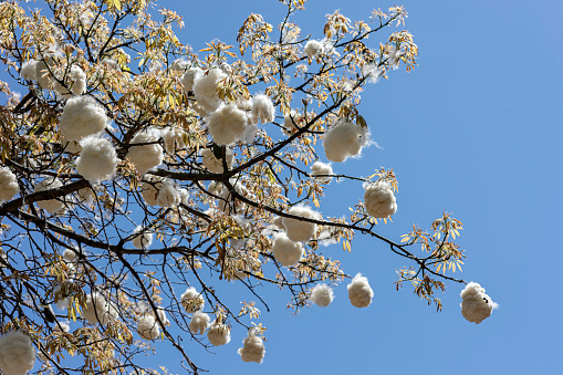 The silk floss tree ( Ceiba speciosa ), is a species of deciduous tree native to the tropical and subtropical forests of South America. It has several local common names, such as palo borracho or paineira. In Bolivia, it is called toborochi, meaning 