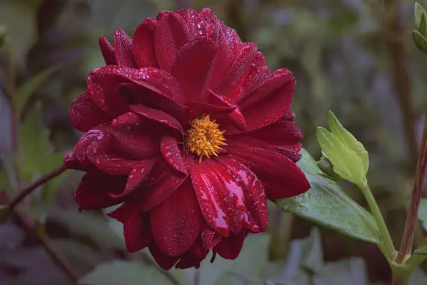 Red dahlia in late stage bloom with rain covered petals.