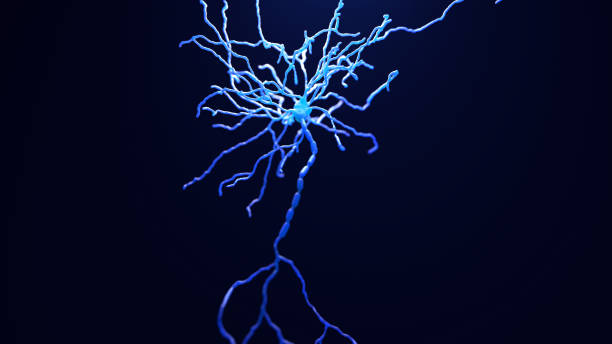 Neuron cell inside the brain Neuron cell inside the brain medulla stock pictures, royalty-free photos & images