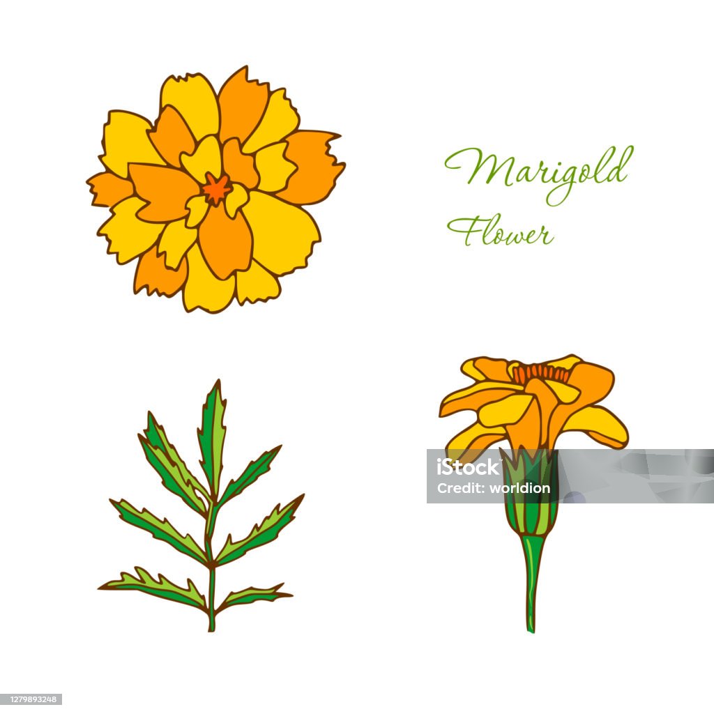 흰색 배경에 고립 된 메리 골드 꽃 로고에 대한 식물 적 Ilustration 메리 골드 금송화 꽃 금잔화-온대 식물에 대한 스톡 벡터  아트 및 기타 이미지 - Istock
