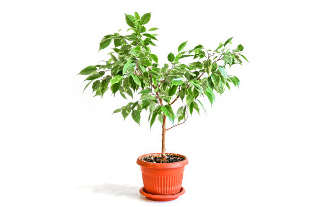 istock Ficus benjamina in a brown pot on a white background. Houseplant. 1279896693