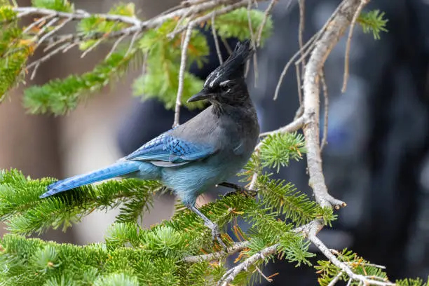 A stellar jay blue bird perched on a pine tree in Rocky Mountain National Park in Colorado