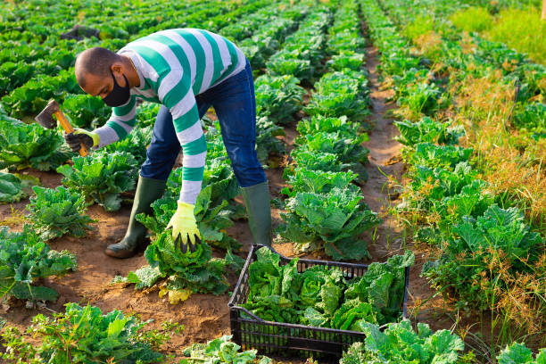 istock Latin american farm worker in protective mask harvesting savoy cabbage 1279902288