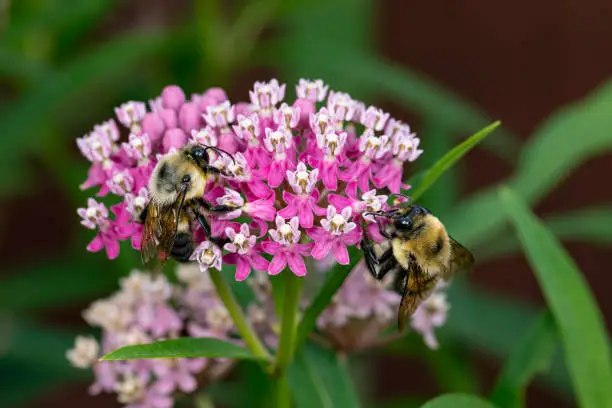 Photo of Closeup of two common Eastern Bumble Bees on swamp milkweed wildflower. Concept of insect and wildlife conservation, habitat preservation, and backyard flower garden