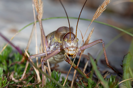 Grasshopper portrait, Krk island