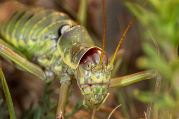 istock Grasshopper portrait, Krk island 1279912240