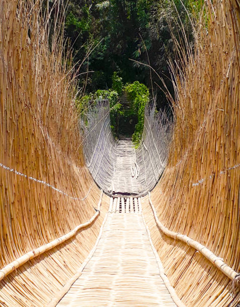 Bamboo bridge The bamboo bridge crosses the river into the forest bamboo bridge stock pictures, royalty-free photos & images