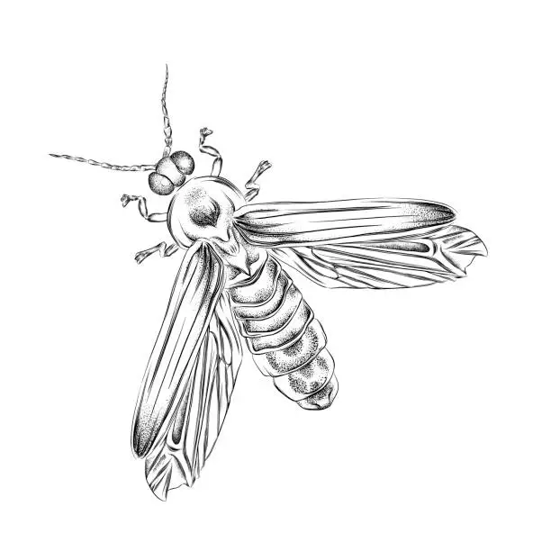 Vector illustration of Pen and Ink Drawing of a Firefly. EPS10 Vector Illustration