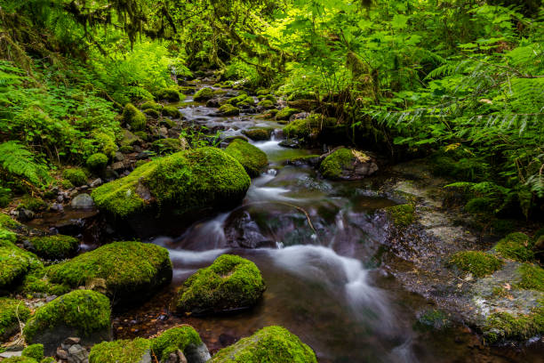 ruscelli primaverili di montagna - corvallis foto e immagini stock