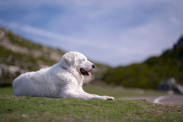Long-haired Maremma sheepdog sniffing and exploring a vibrant autumnal forest in Tuscany, surrounded by red fallen leaves and evergreen branches.