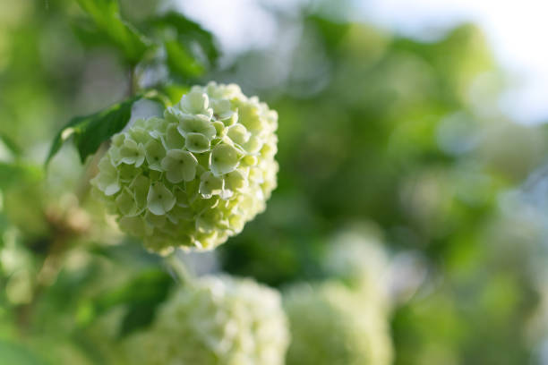 istock Blooming viburnum buldenezh, white flowers 1279916184