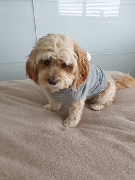 istock Dog in grey jumper 1279916768