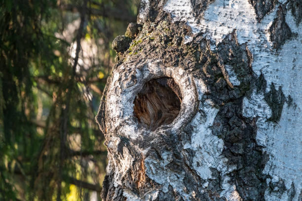 Birch tree trunk with a hollow. The texture of the birch bark. Birch bark background