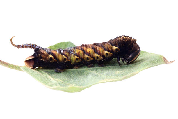 istock butterfly worm on green leaves on white 1279917953
