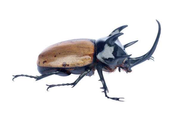 istock Brown five-horned rhinoceros beetle isolated on white. 1279918953