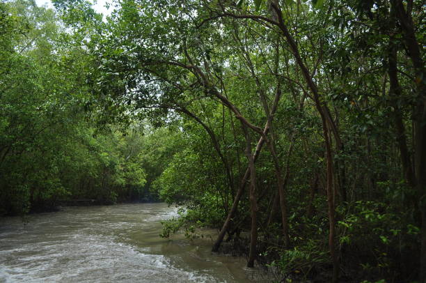 istock mangrove forests 1279919523