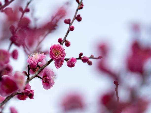 istock Japanese apricot. 1279919536