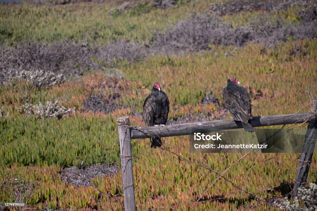 Huge red faced California Condor Huge red faced California Condor at the coast Red Stock Photo
