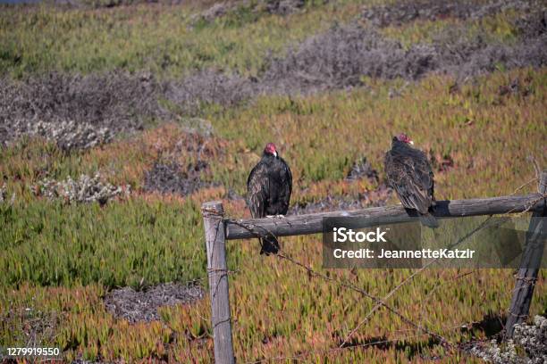 Huge Red Faced California Condor Stock Photo - Download Image Now - Red, California Condor, Animal