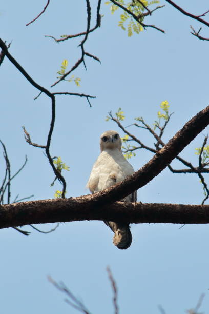 istock a juvenile changeable hawk eagle or crested hawk eagle (nisaetus cirrhatus) sitting on a branch, west bengal in india 1279919595