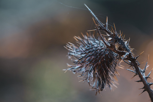 Close-up of a thistle in Fall.